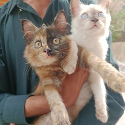 White persian semi | Double coat | female | Friendly | trained