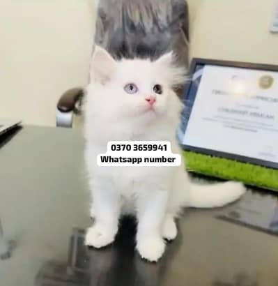 ( Persian Female Kitten ) For sale Contact WhatsApp