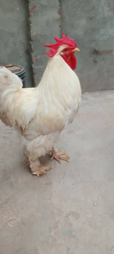 White heavy buff male for sale