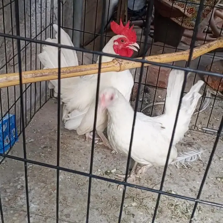 White Tail Japanese Bantam Pair — photo 2