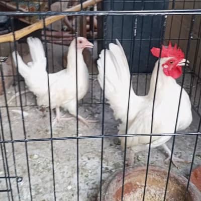 White Tail Japanese Bantam Pair
