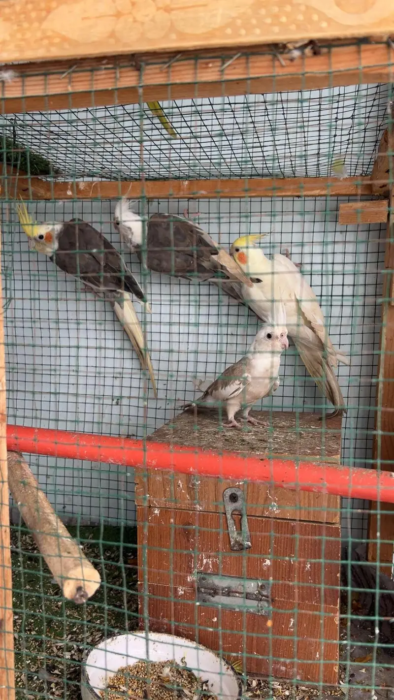 cockatiel bird — photo 2
