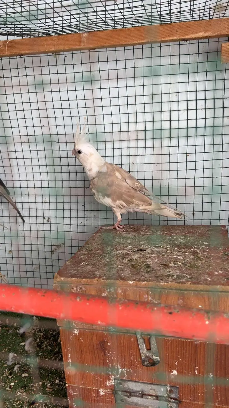cockatiel bird — photo 3