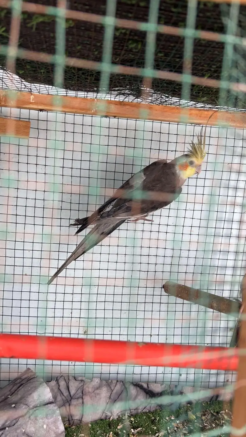 cockatiel bird — photo 4