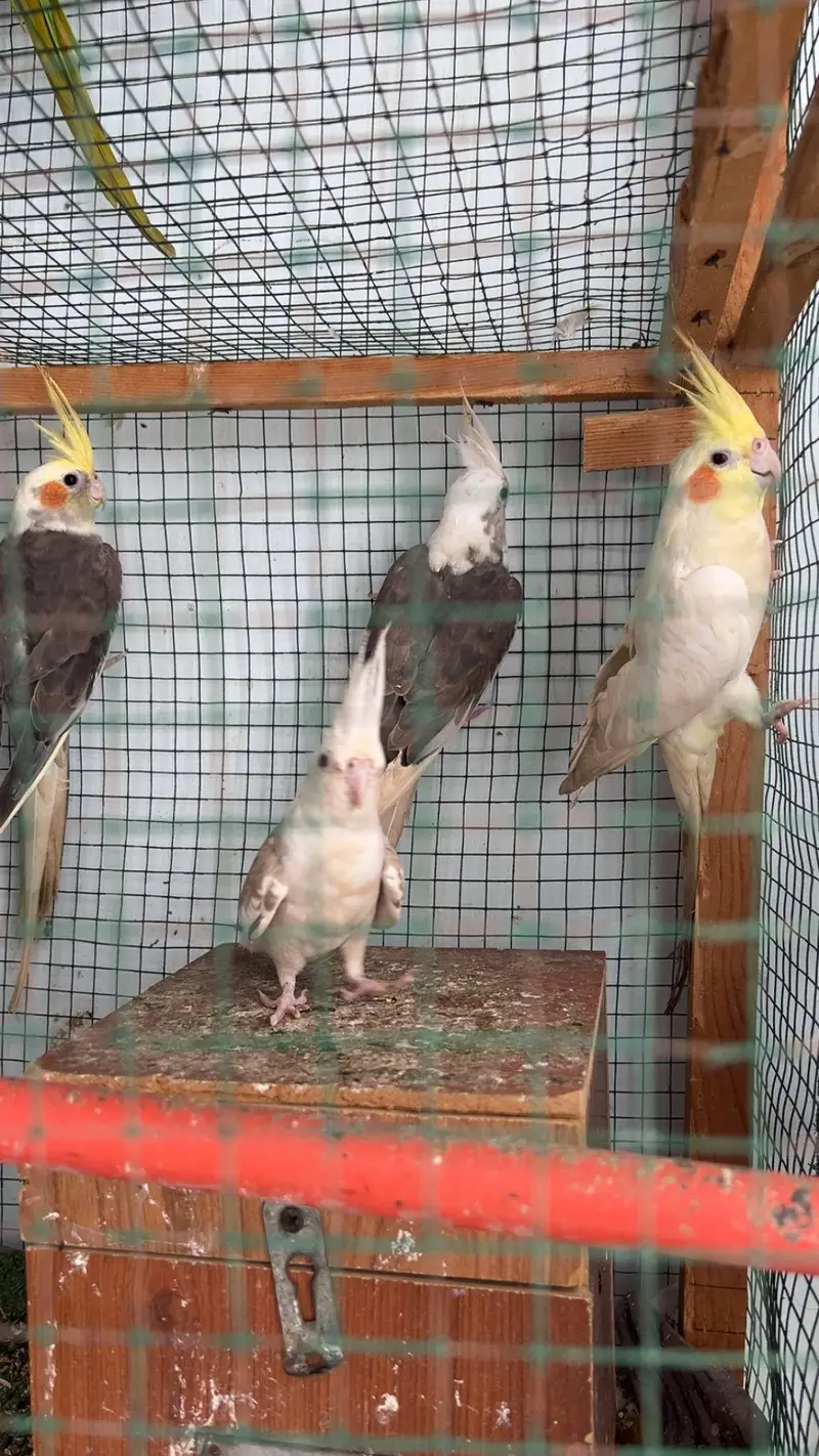 cockatiel bird — photo 5