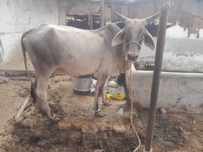 Thari cow pehla sowa bach 1.5 months