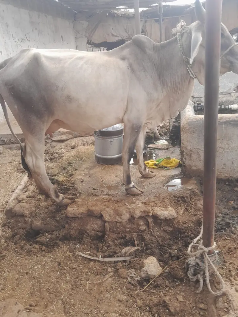 Thari cow pehla sowa bach 1.5 months — photo 2
