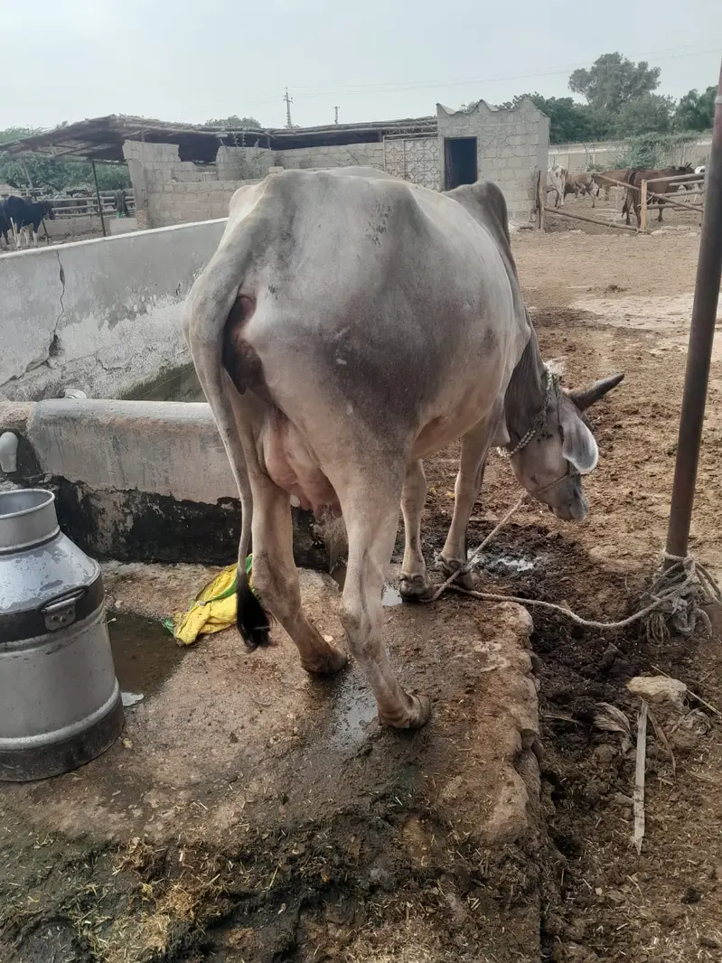 Thari cow pehla sowa bach 1.5 months — photo 3