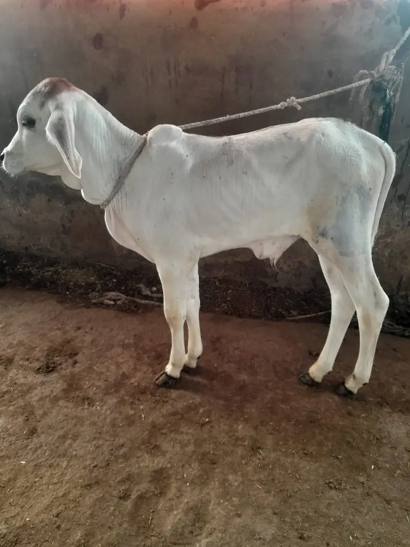Thari cow pehla sowa bach 1.5 months — photo 4
