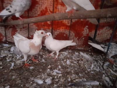 Urgent Sell Sherazi pair