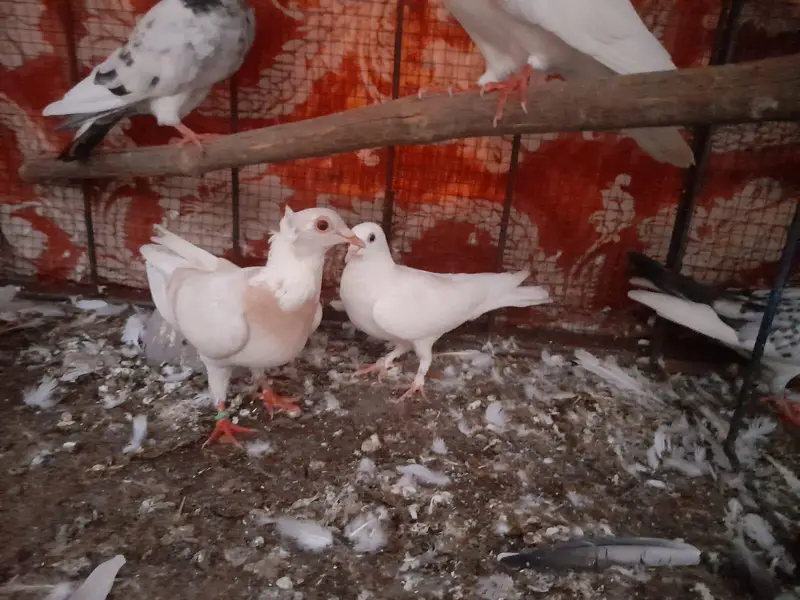 Urgent Sell Sherazi pair — photo 2