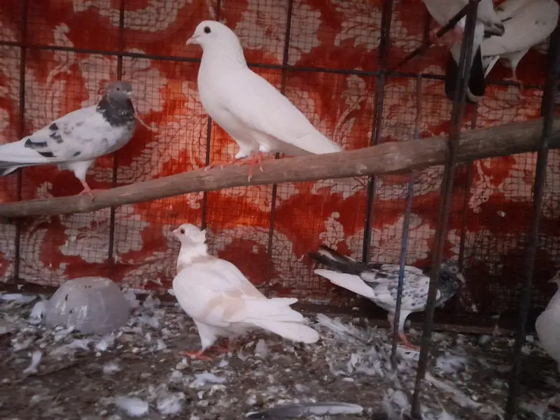 Urgent Sell Sherazi pair — photo 4