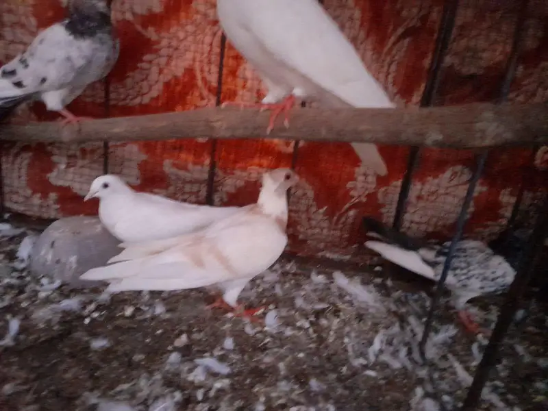 Urgent Sell Sherazi pair — photo 5