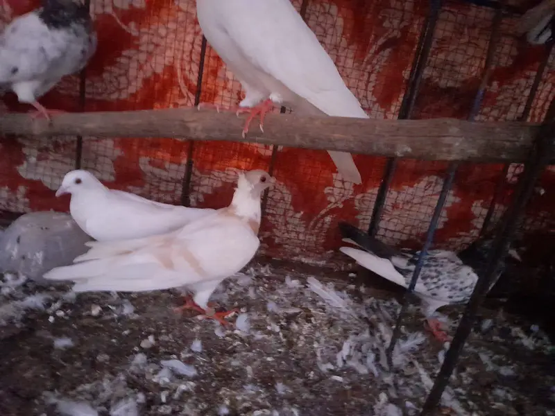 Urgent Sell Sherazi pair — photo 6