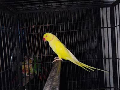 Yellow breeder Male