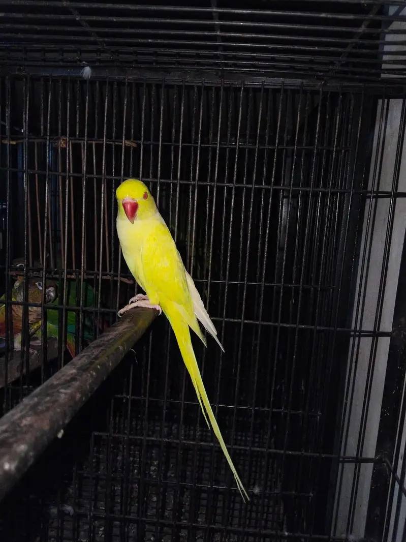 Yellow breeder Male — photo 2