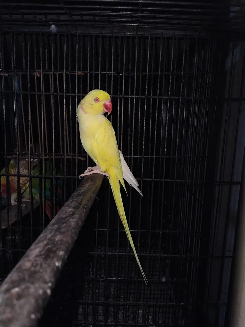 Yellow breeder Male — photo 3