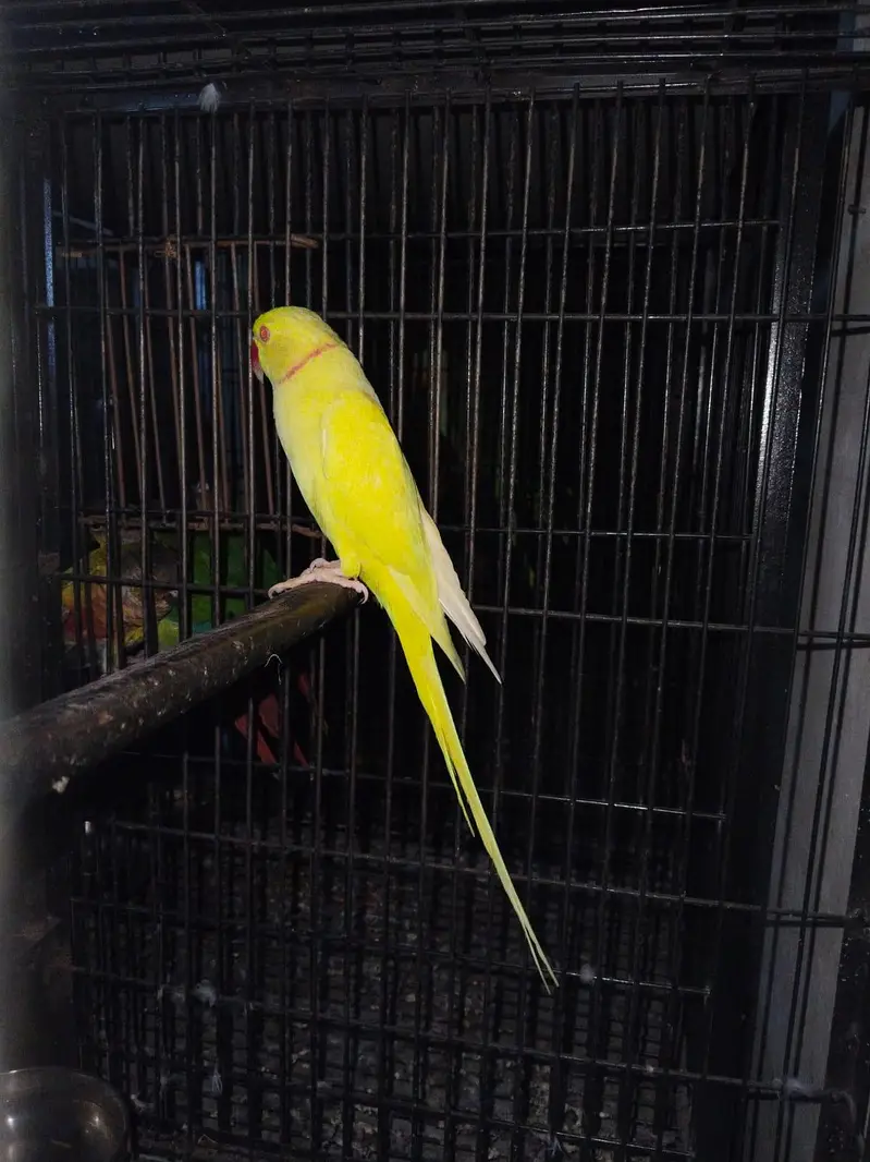 Yellow breeder Male — photo 4