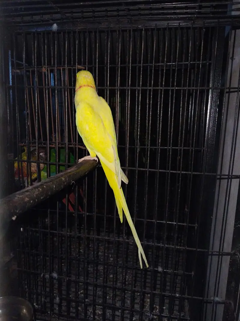 Yellow breeder Male — photo 5