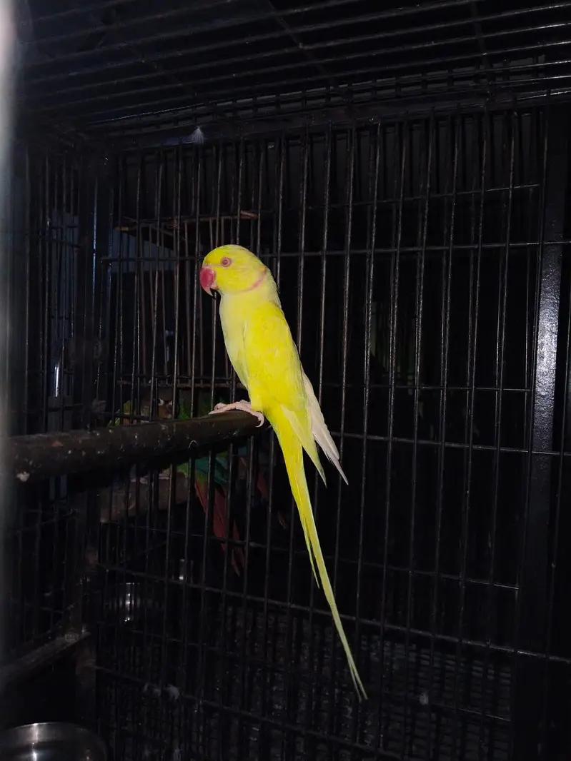 Yellow breeder Male — photo 6