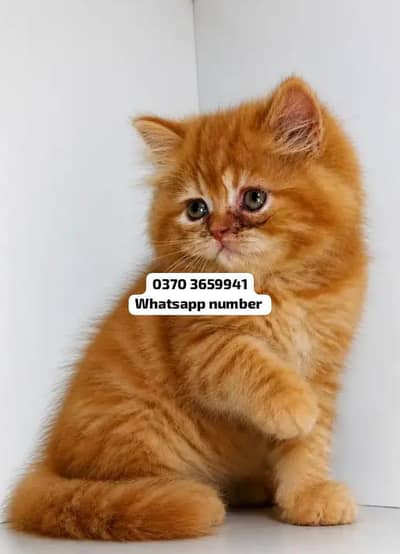 ( Persian Female Kitten ) For sale Contact WhatsApp