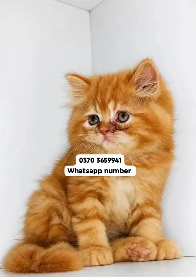 ( Persian Female Kitten ) For sale Contact WhatsApp — photo 2