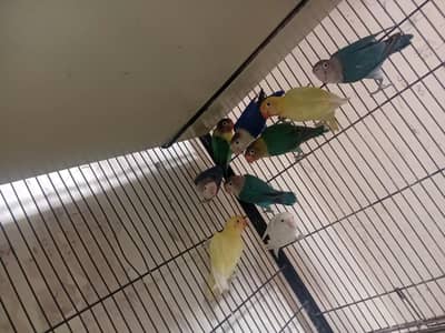 Different love birds nayab
