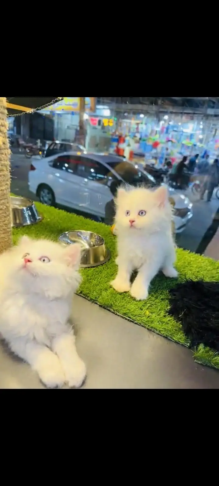 persian cat for sale MywatsapppNumber 0309-37-13-771 — photo 2