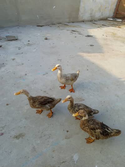 Ducks  for sale