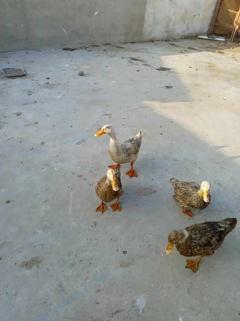 Ducks  for sale — photo 2