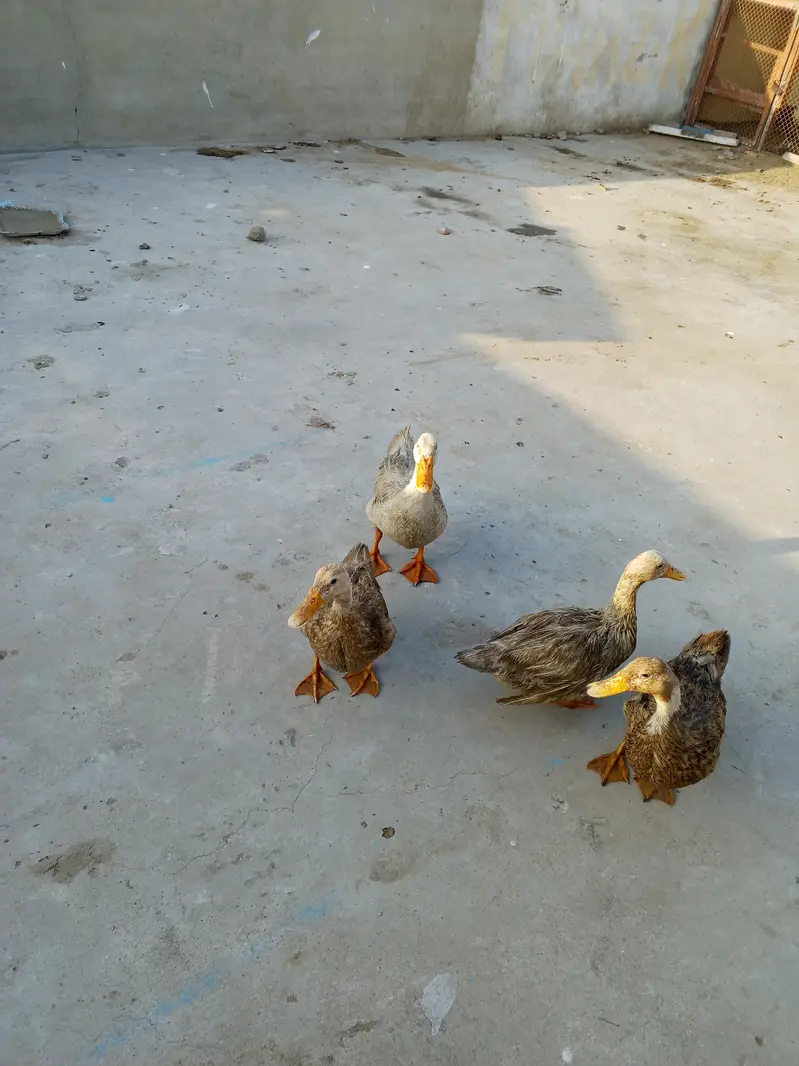 Ducks  for sale — photo 3