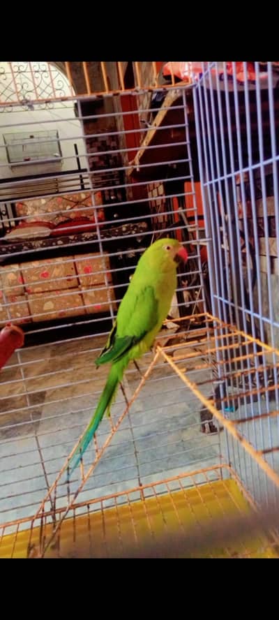 Green Ringneck 18 Months - Clear Feathers & Active Bird