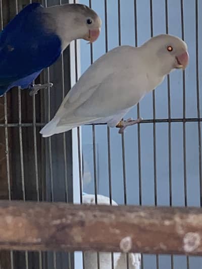 Love Birds