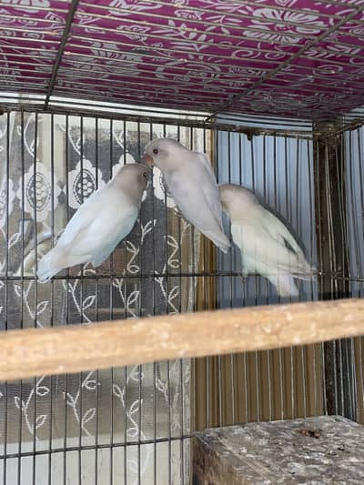 Love Birds