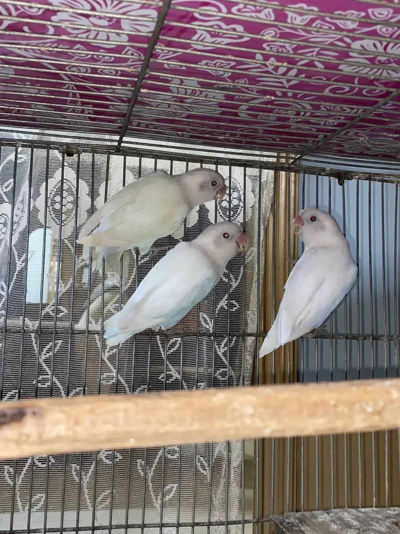 Love Birds — photo 3