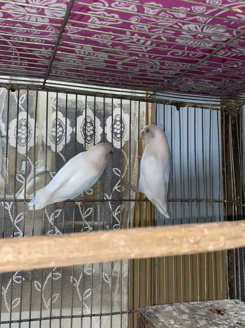 Love Birds — photo 4