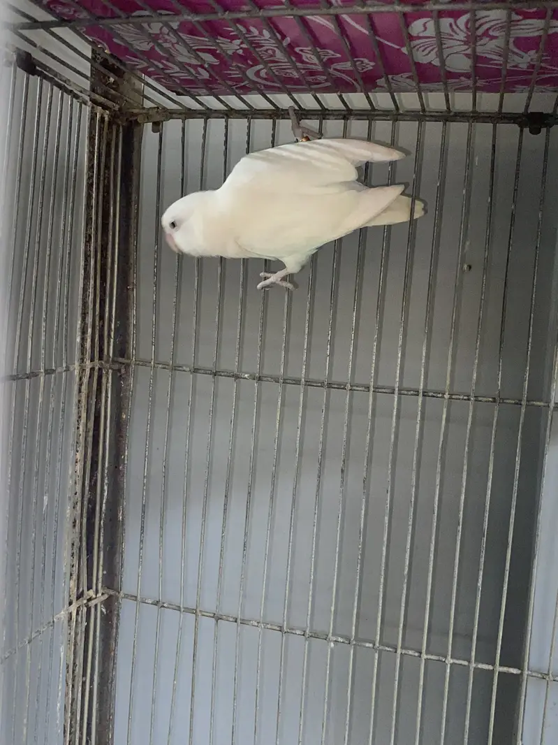 Love Birds — photo 5