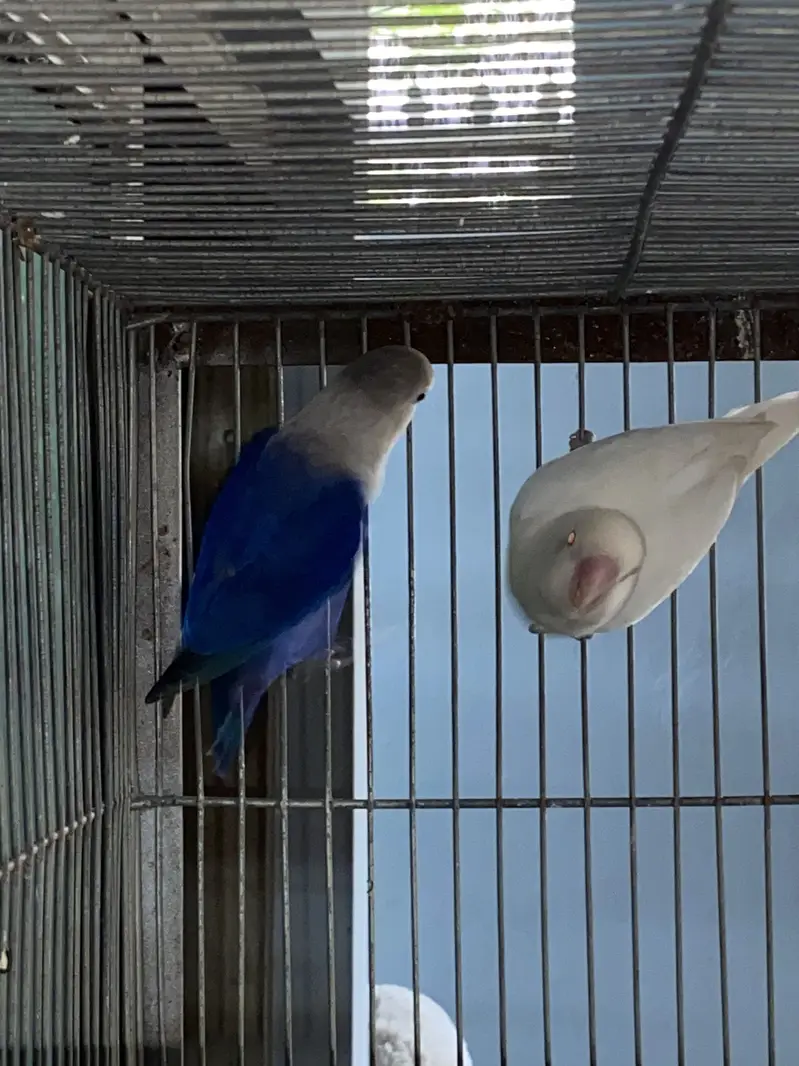 Love Birds — photo 6