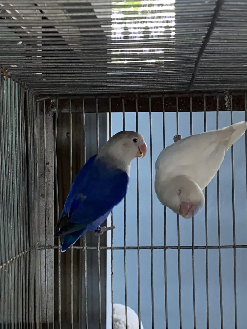 Love Birds — photo 7
