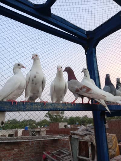 high flayr and low flayr pigeons for sale