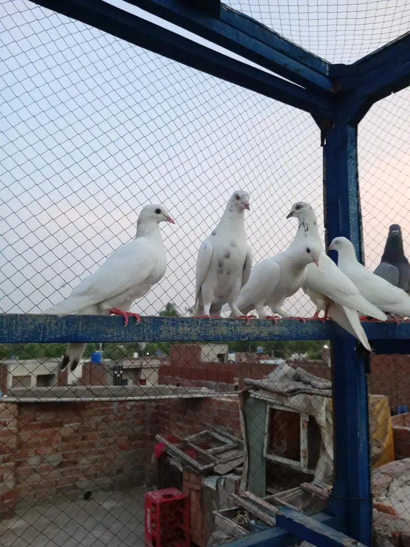 high flayr and low flayr pigeons for sale — photo 2