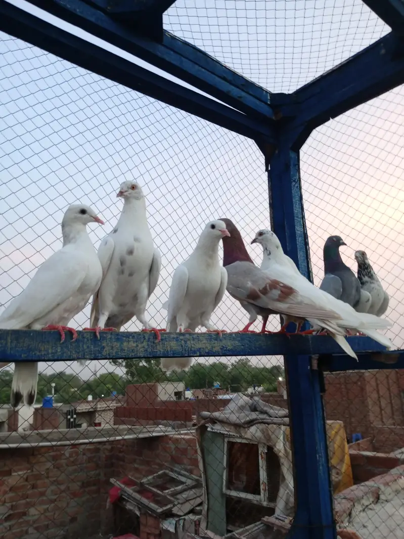 high flayr and low flayr pigeons for sale — photo 3