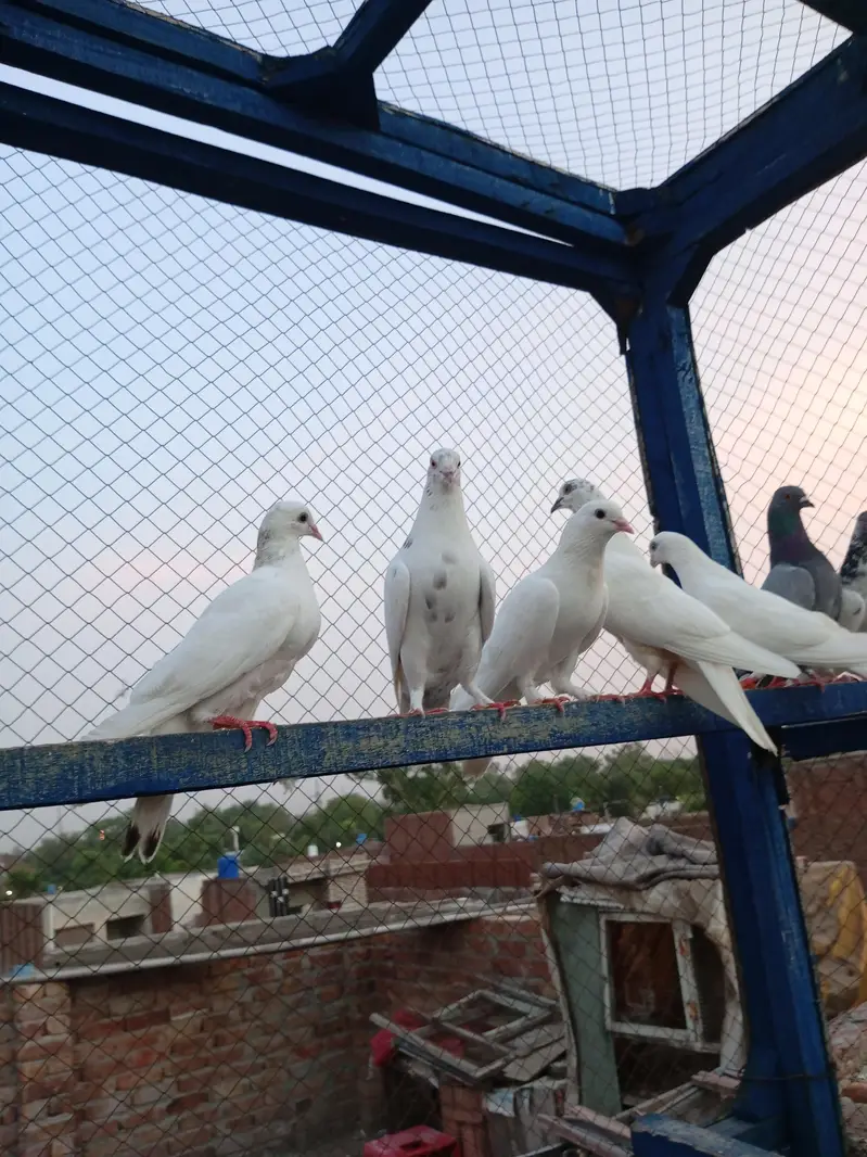 high flayr and low flayr pigeons for sale — photo 4