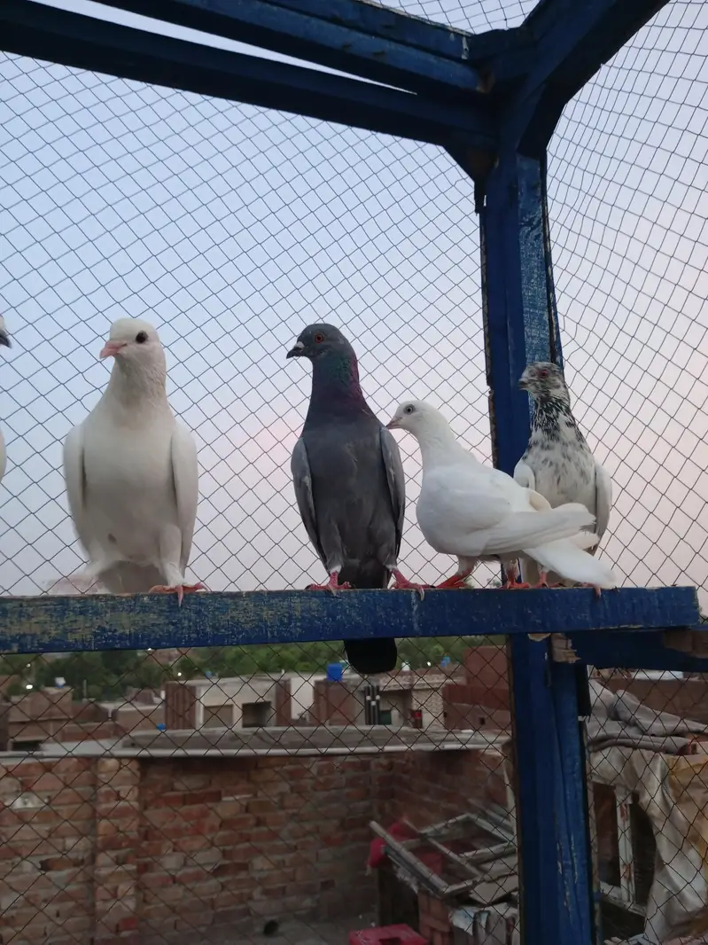high flayr and low flayr pigeons for sale — photo 5
