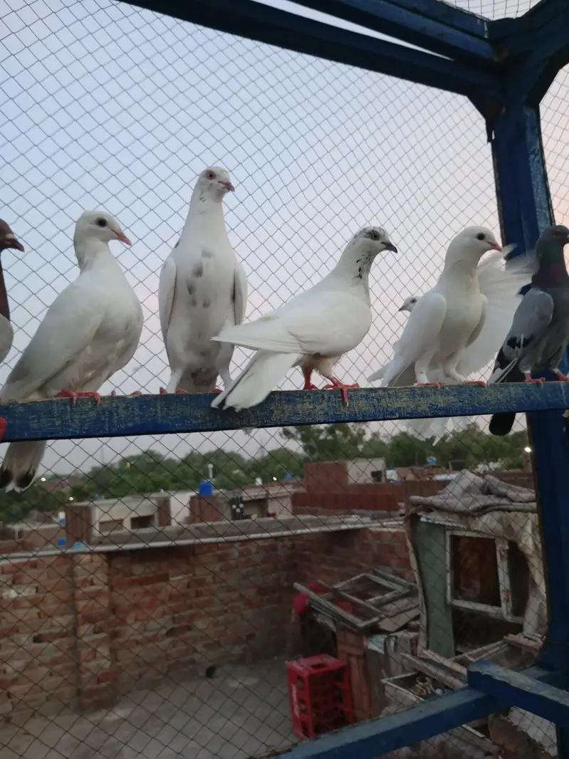 high flayr and low flayr pigeons for sale — photo 6