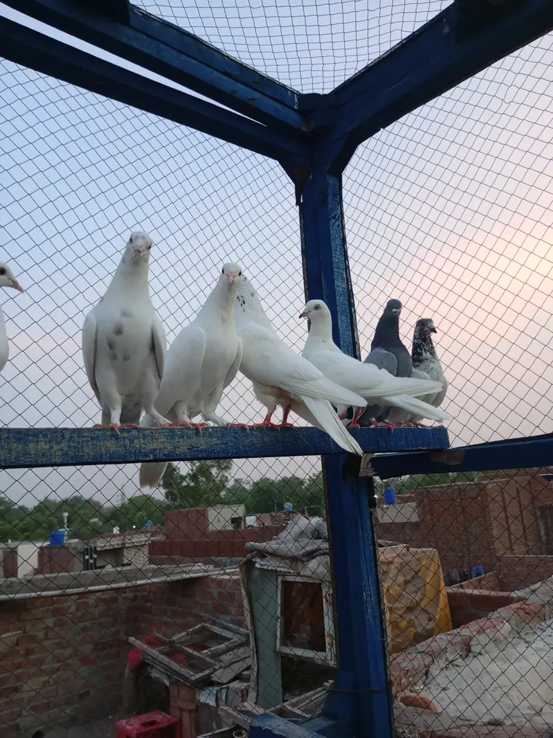 high flayr and low flayr pigeons for sale — photo 7