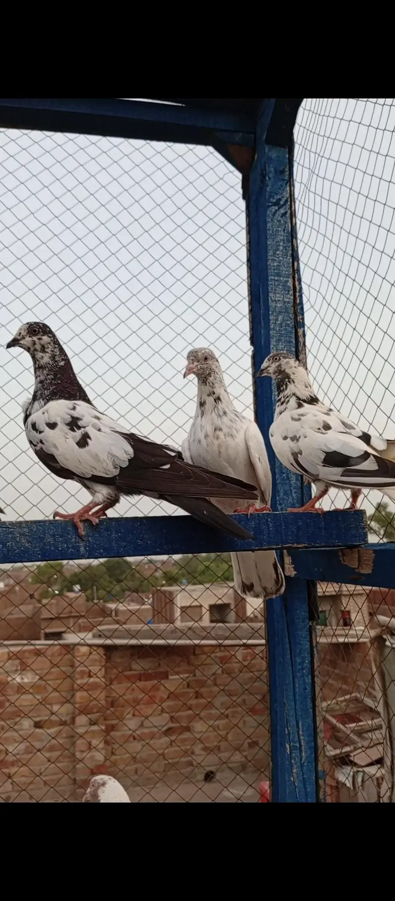 high flayr and low flayr pigeons for sale — photo 8