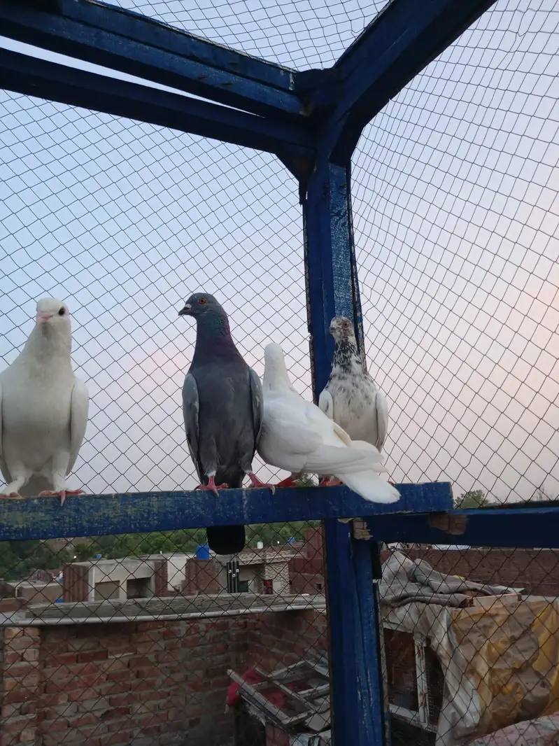 high flayr and low flayr pigeons for sale — photo 9