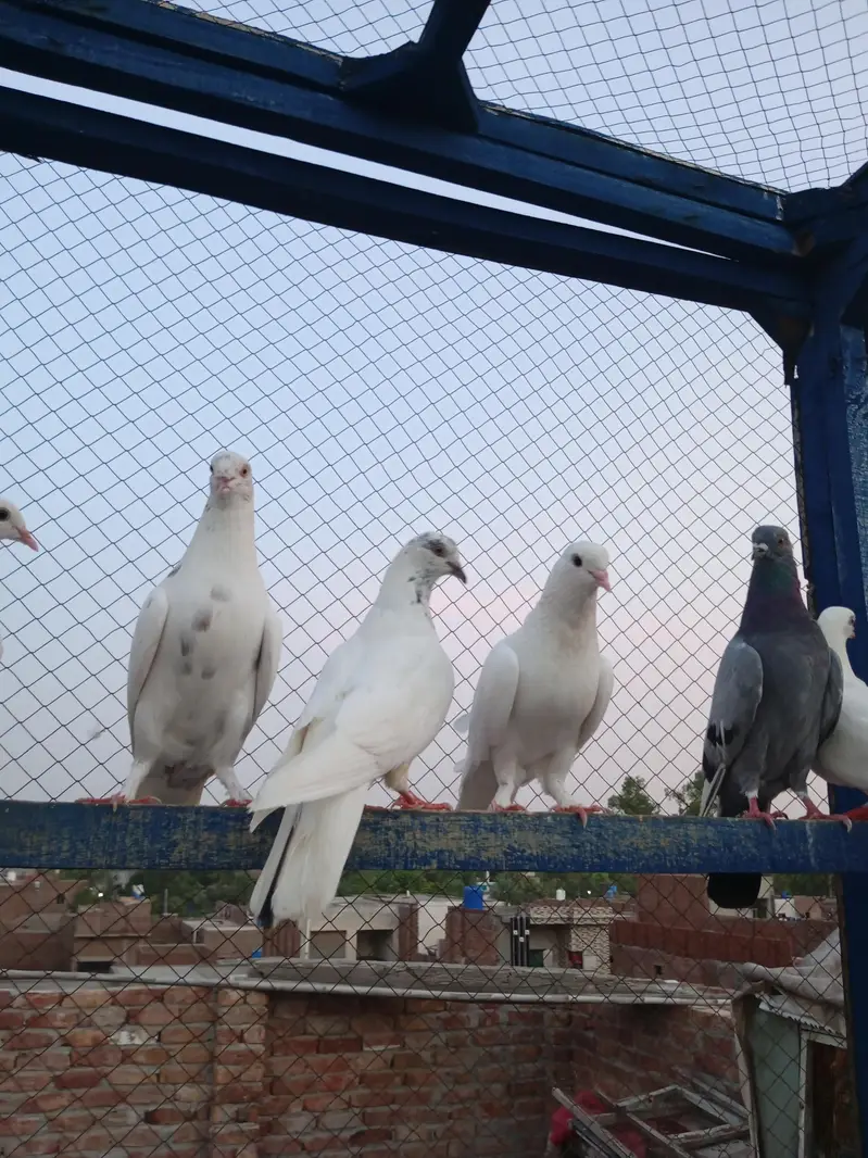 high flayr and low flayr pigeons for sale — photo 10