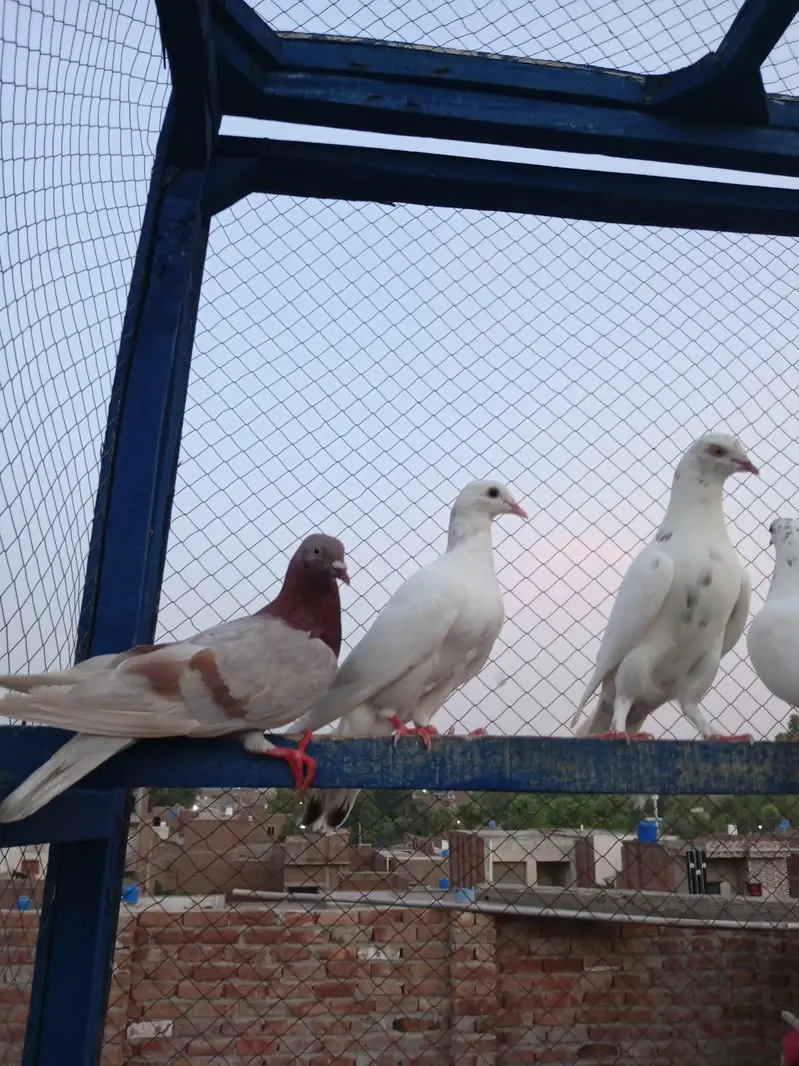 high flayr and low flayr pigeons for sale — photo 11
